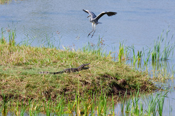 Crocodile and heron
