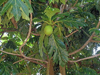 fruit de l'arbre à pain