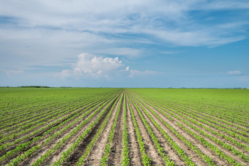 Fototapeta na wymiar Soybean Field Rows