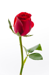Red rose