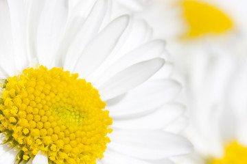 White daisy flower blossom close up