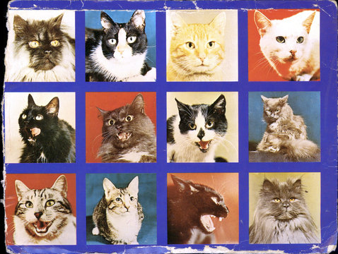 cats collage