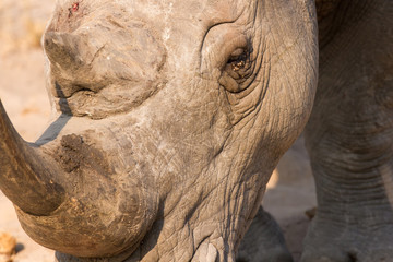 Obraz premium Close-up of a white rhino head with a tough wrinkled skin