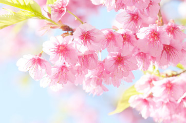 Fototapety  sakura kwiat