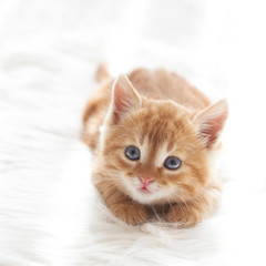Red kitten