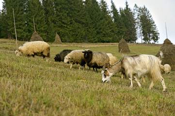 Obraz premium sheep