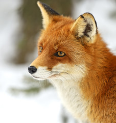 Fototapeta premium Portrait Foxes