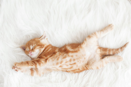 Red kitten