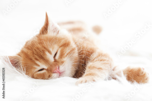 Рыжий кот в кровати без смс