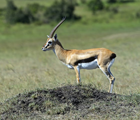Grant's gazelle