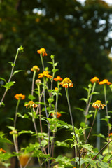 orange and red flower in sun light