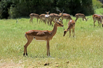 Obraz na płótnie Canvas Impala gazelle