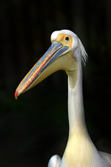 Pelican