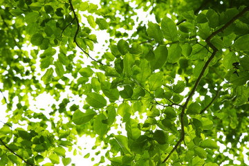 Fototapeta na wymiar wielu azjatyckich zielony liść w świetle słonecznym