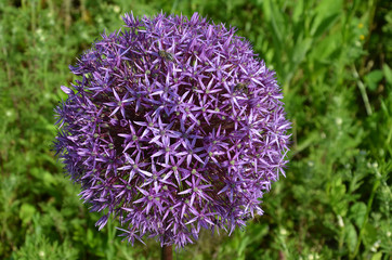 bl&uuml;hende zwiebel