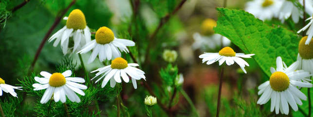 Fleurs des champs mauves © aquaphoto
