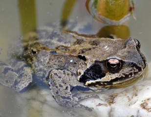 Grasfrosch