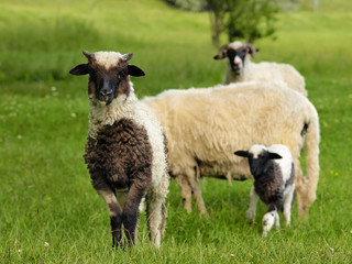 Fototapeta premium sheeps and lamb