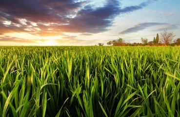 Fotobehang Green wheat field at sunset with sun © TTstudio