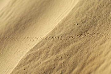 Traces de scarabées dans le désert tunisien