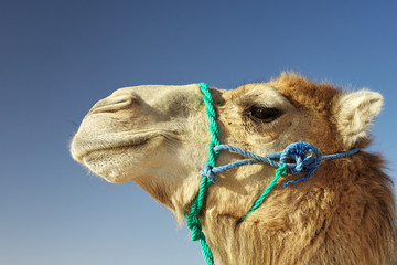 Gros plan sur majestueux chameau (dromadaire)