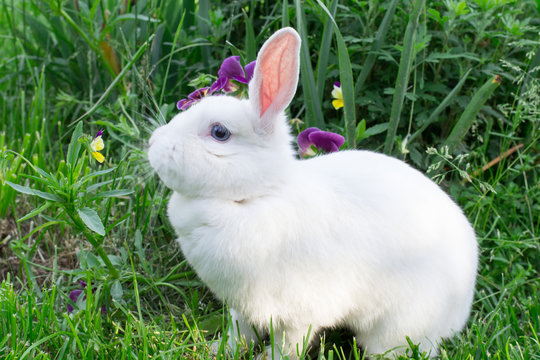white rabbit sitting on the grass near flowers