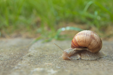 Snail on road