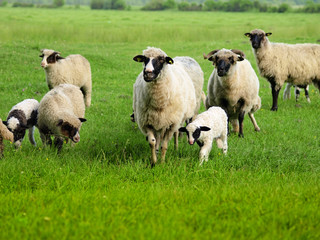 Fototapeta premium sheeps and lamb
