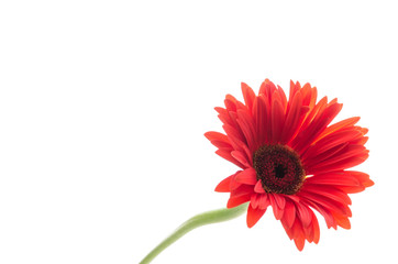 Gerbera