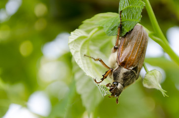 beetle