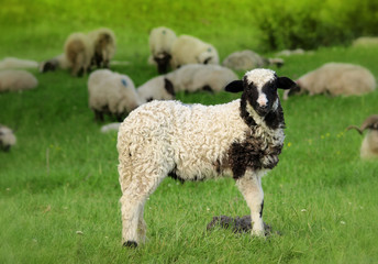 Obraz premium Little lamb standing alone with its family in the background