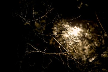 Dark branches