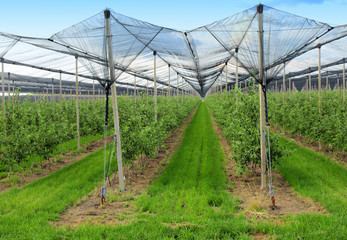 apple orchard with nets to protect