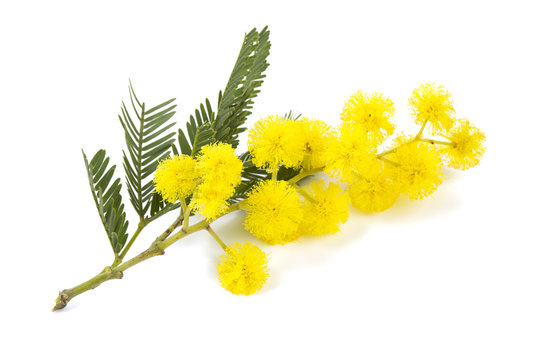 Mimosa Isolated On White Background