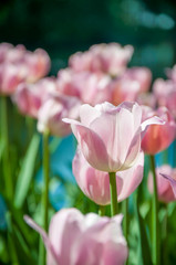 Naklejka premium Pink tulips
