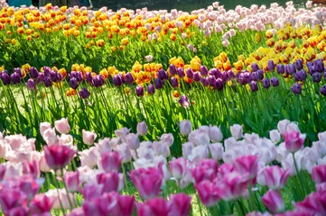 Crédence de cuisine en verre imprimé Tulipe Tulip flowers field