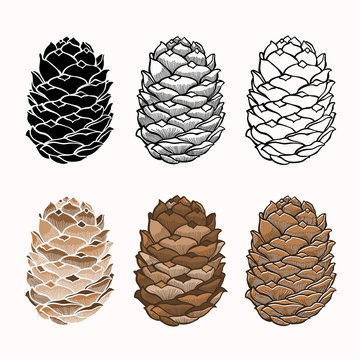 Vector set of pine cones on a white background