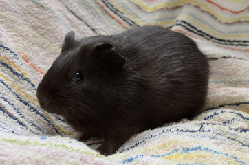 Meerschweinchen Jungtier seitlich