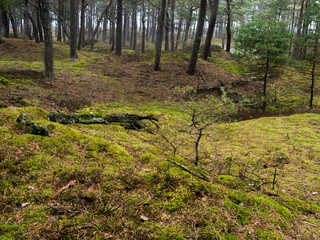 Nebel in einem Kiefernwald auf Insel Rügen