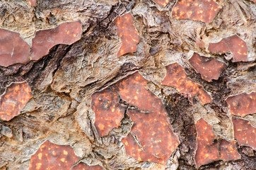 Cracky wooden surface.