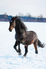 Bay stallion running in winter