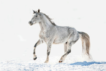 Grey horse running in winter