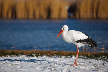 Stork in Winter