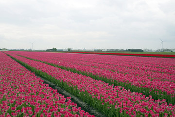 Pink tulips in a dutch spring.