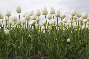 White tulips - image for a poster print.