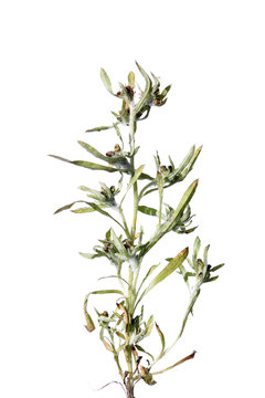 Marsh cudweed (Gnaphalium uliginosum) isolated on white