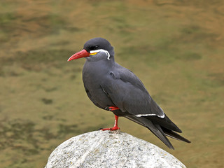 Inca Tern (Larosterna inca)