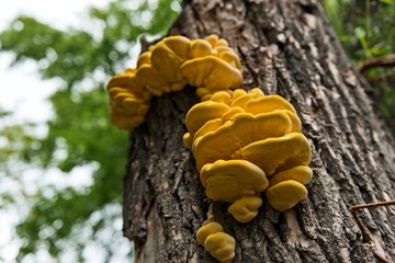 Edible tinder fungus on tree trunk