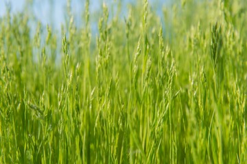 Closeup photo of fresh green grass