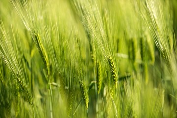 Green fresh wheat closeup photo